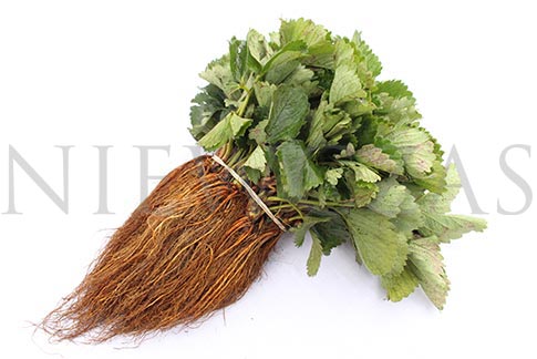 A bunch of Fresh strawberry plants