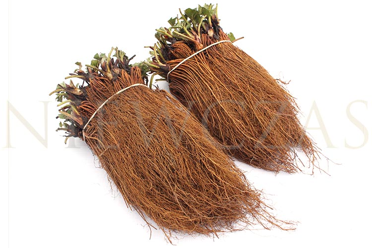 50 pieces of strawberry plants Frigo A