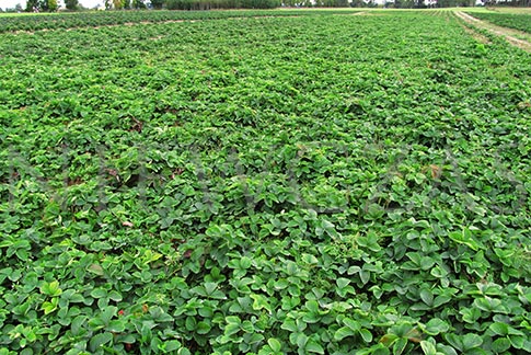 Mother plantation of strawberry in Niewczas Nursery