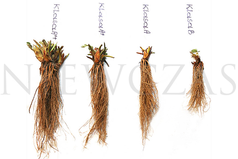 Classes of Frigo strawberry plants