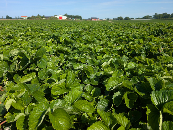 Matecznik Niewczas Szkółki Sadzonek Truskawek