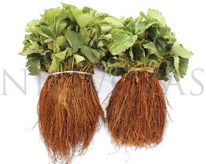 Dwa pęczki Sadzonek Zielonych, Świeżo kopanych