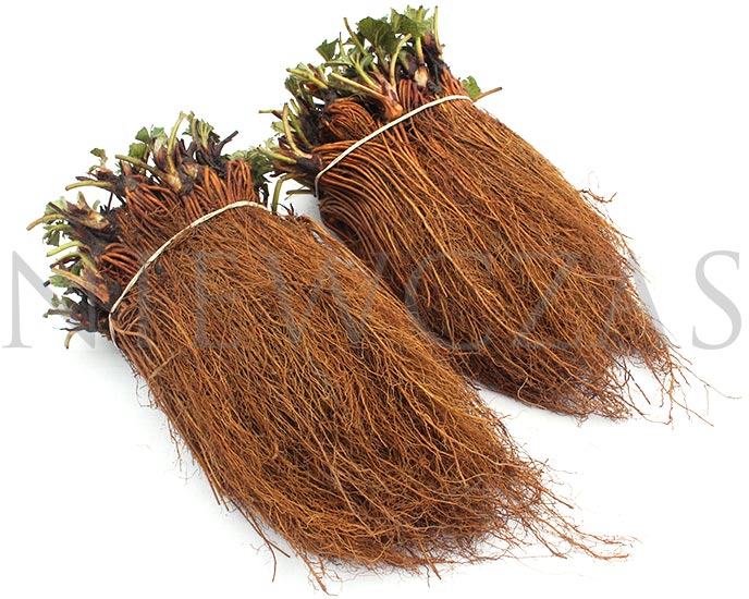 Dwa pęczki sadzonek Frigo