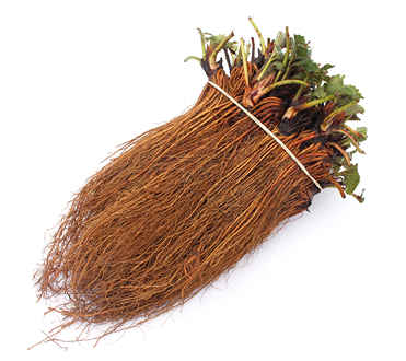 Frigo strawberry plants