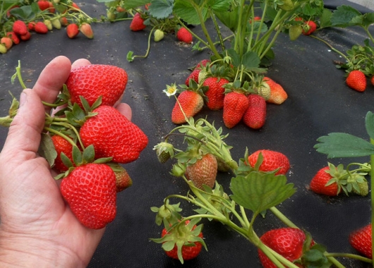 Fruits of San Andreas strawberry plants