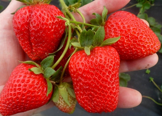 Fruits of San Andreas strawberry plants