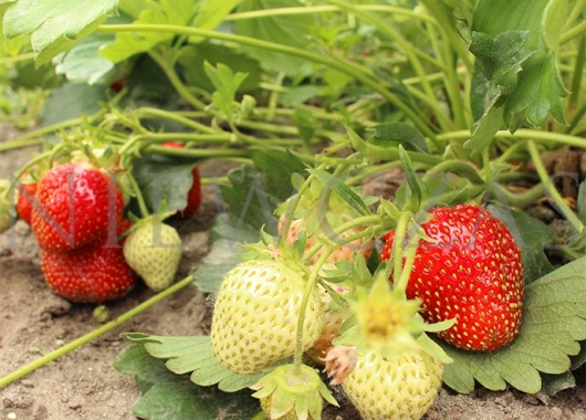 Kent strawberry plant with fruits