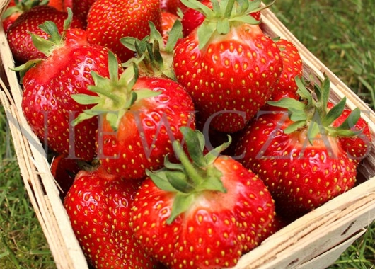 Kent fruits in a box