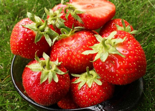 Strawberry plants of Elsanta
