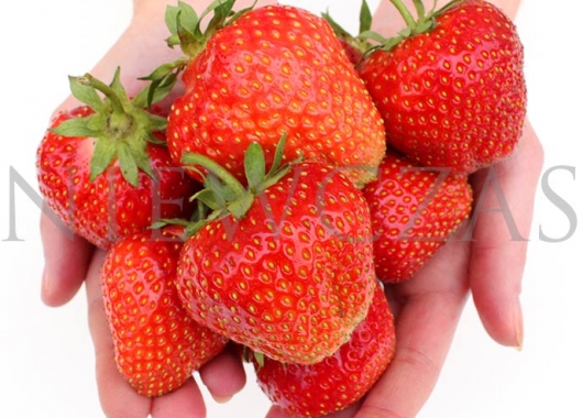 Elsanta strawberries on hands