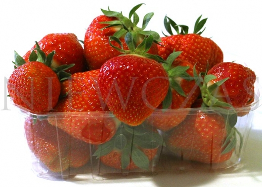 Elsanta strawberry fruits in boxes