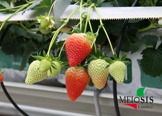 Hanging fruiting Vibrant plant