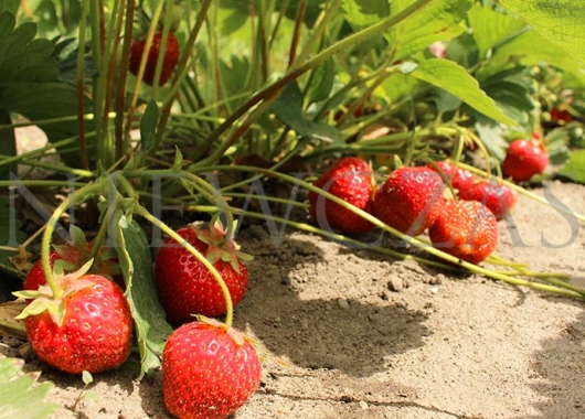 Strawberry fruits of Elkat