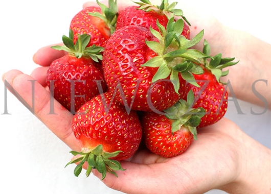 Polka strawberry fruits on hands