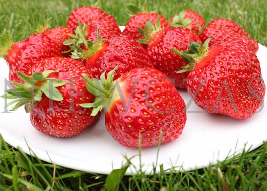 Fruits of Honeoye on the plate