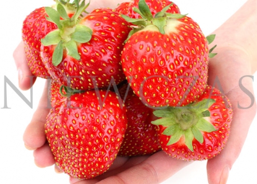 Kent strawberry fruits on hands