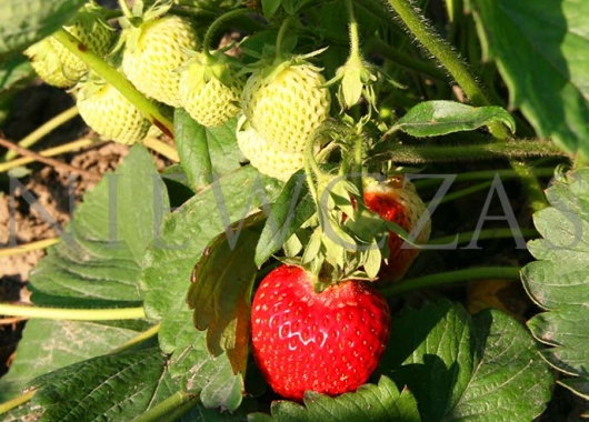 Fruiting Honeoye strawberry plant