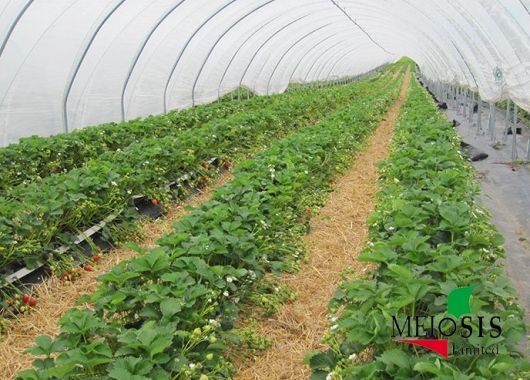 Vibrant strawberry plants