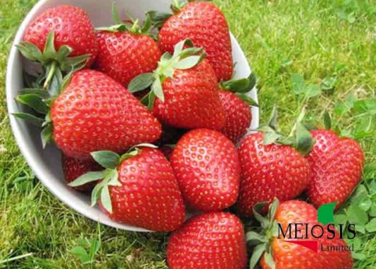 Vibrant strawberries in a bowl