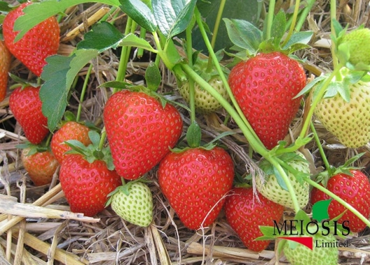 Fruiting Vibrant plant