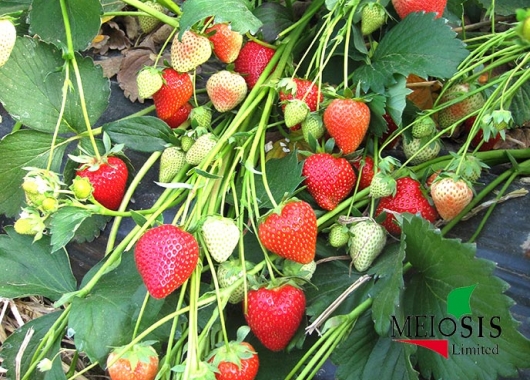 Fruiting Vibrant strawberry plant