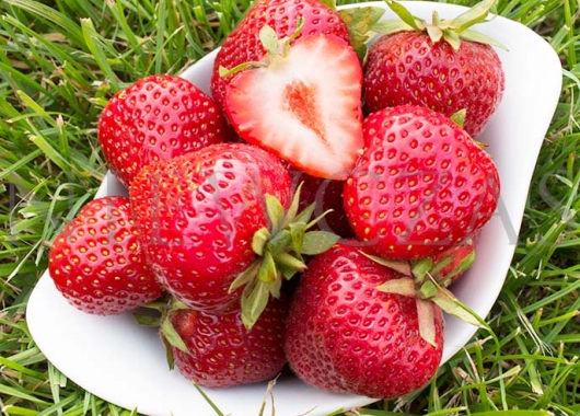 Variety Florence, tasty and very large strawberry fruits