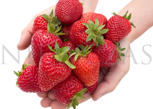 Red, firm, conical strawberry Florence on hands