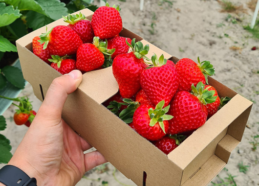 Fruits of San Andreas strawberry plants