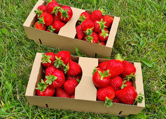 Cut fruit of the San Andreas variety