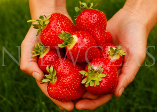 Fruiting BL42*Federica® strawberries