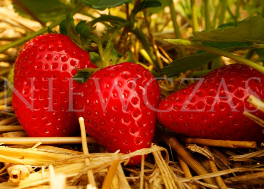 BL42*Federica® strawberry fruits on the plant