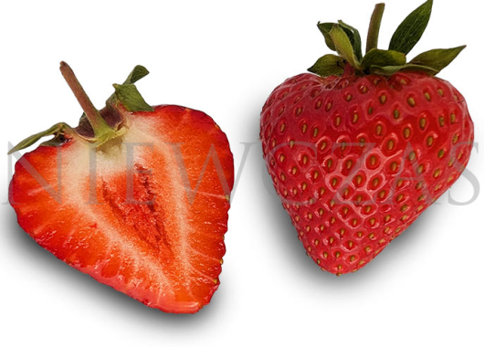 Vibrant strawberry plants