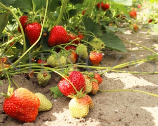 Плодовая рассада клубники Selva