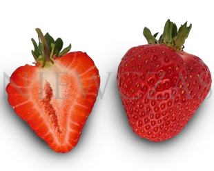 Fruits of the late variety BL42*Federica®