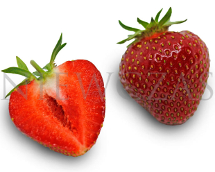 Owocujące sadzonki truskawek Malwina